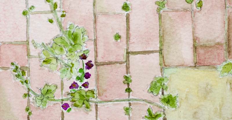Garden Designer, Non-Morris, author of The Dahlia Papers, Watercolour of Self-Seeders by Christine Chang Hanway | Fabulous Fabsters
